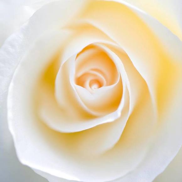 Meet your Posher, Sacha - Picture 1 of 1